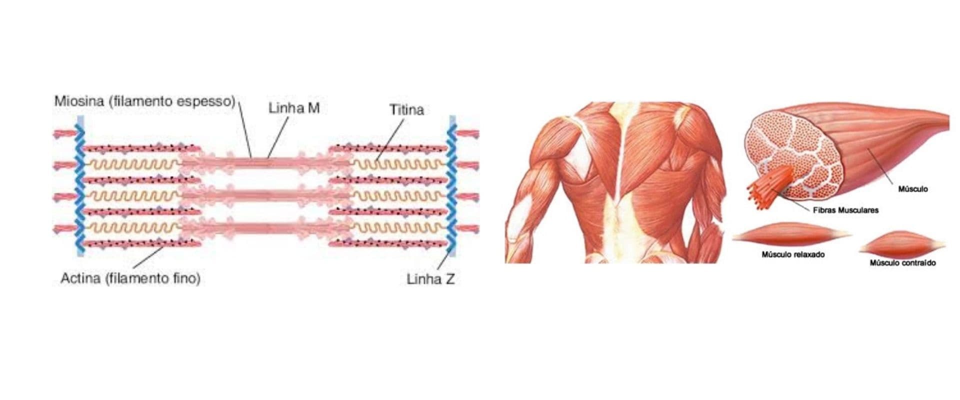Diagrama ilustrando a estrutura do músculo esquelético, incluindo filamentos de actina e miosina, além de musculação e fibras musculares em diferentes estados de contração.